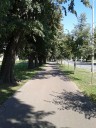 20190716_drvored_Europska avenija_sl1~1.jpg